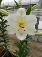 [4554 VH30 No02.JPG]